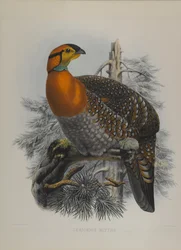 Ceriornis Blythii: Blyths Trazapan